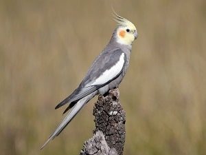 Cockatiel sellers