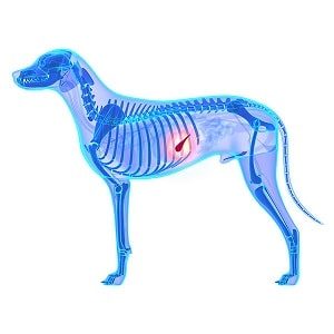 Dog Pancreatitis Explained