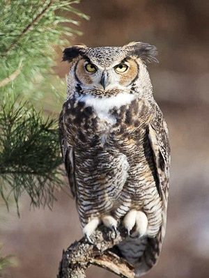 Great Horned Owl