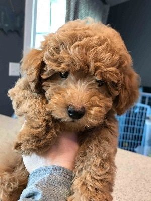 Teacup sized goldendoodle puppy