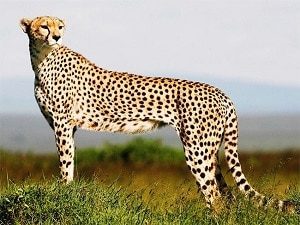 Adult Cheetah