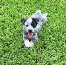 Blue Heeler in the Grass