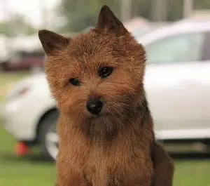cute Norwich Terrier