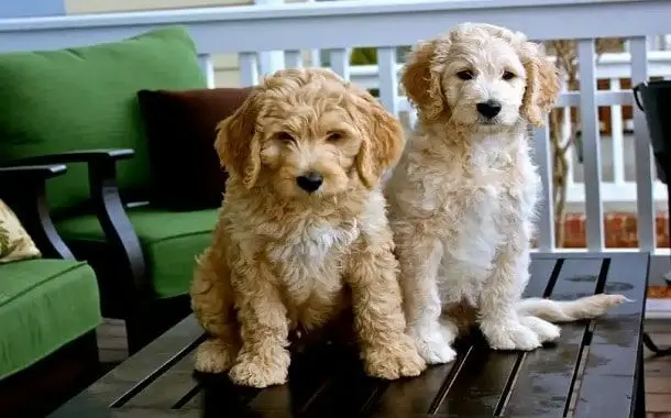 Goldendoodle Cost