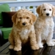 Goldendoodle Cost