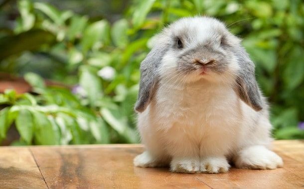 Holland Lop Bunny Cost