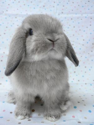 Holland Lop Bunny