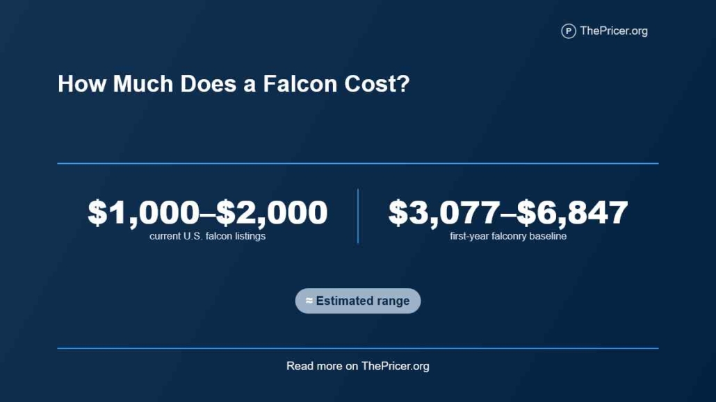 Falcon the Fastest Bird
