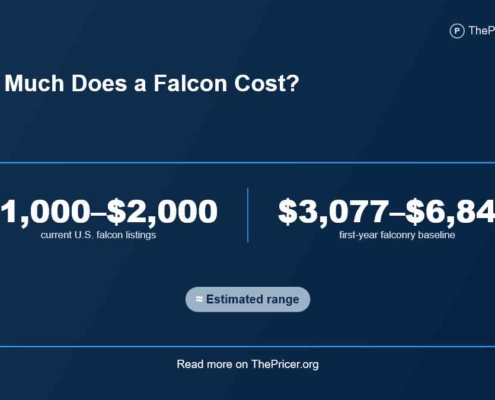 Falcon the Fastest Bird
