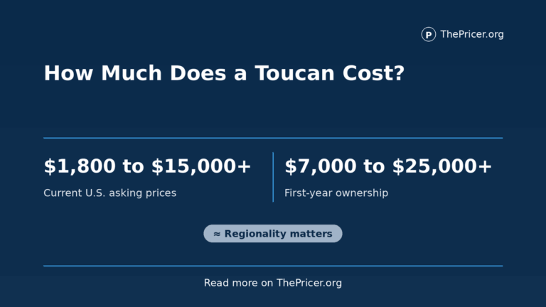 Toco Toucan Bird Cost