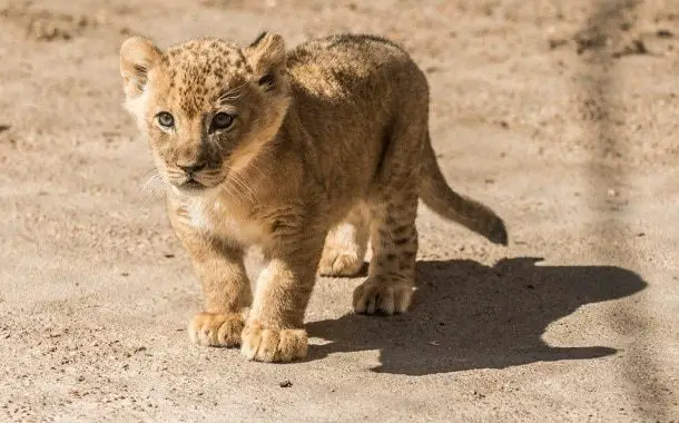 Lion Cub Pet