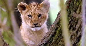 Lion Cub Price