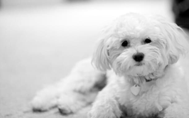 Maltipoo Breed Cost