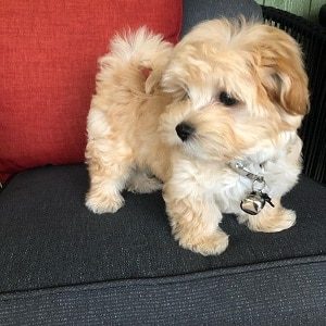 Cute Maltipoo Puppy