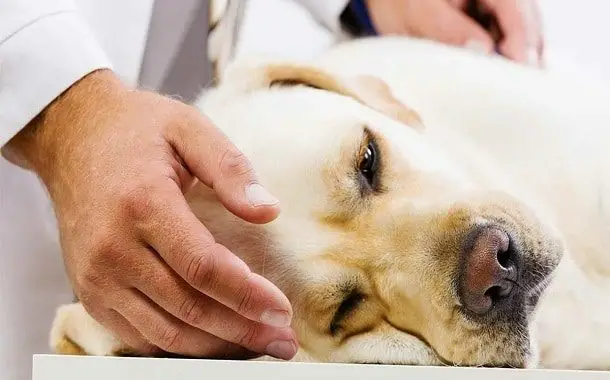 Pancreatitis in Dogs Treatment Cost