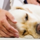 Pancreatitis in Dogs Treatment Cost