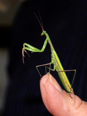 Praying Mantis in the Wild