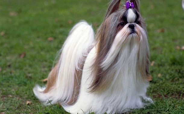 Shih Tzu Price