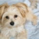 The Cost of a Morkie