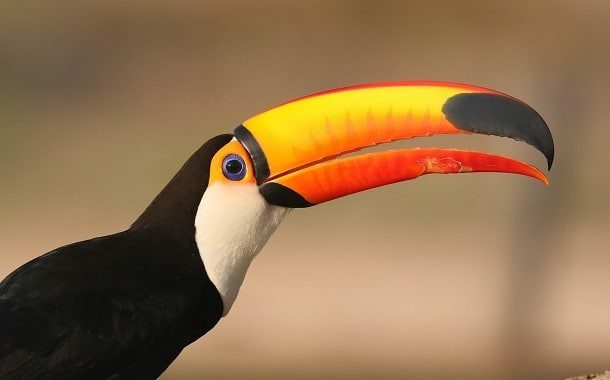 Toco Toucan Bird Cost