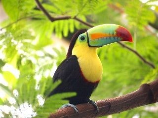 Toucan with Colored Beak