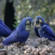 Hyacinth Macaw Cost