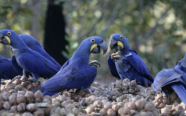 Hyacinth Macaw Cost