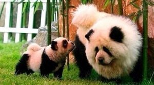 Panda Dog From Chow Chow