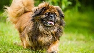 Pekingese Dog