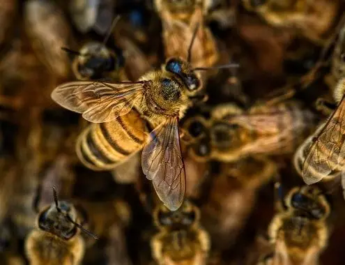 Bee Hive Elimination Cost