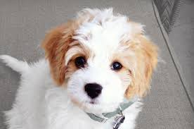 Cavachon Puppy