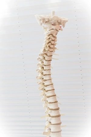 Chiropractor Fixing Spine