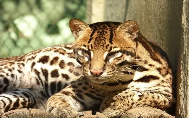 Cost to Get an Ocelot