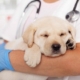 Dog Hernia Surgery Cost