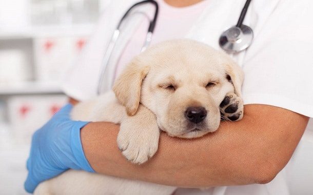 Dog Hernia Surgery Cost