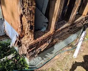 Dry Rot on Wood
