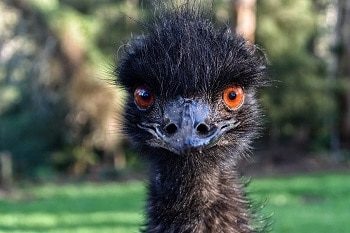 Emu Bird Closeup
