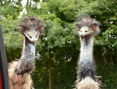 Emu Bird Cost