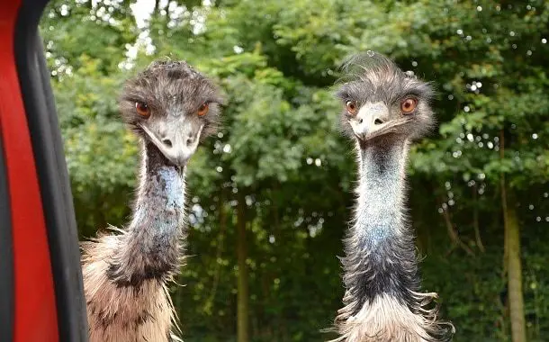 Emu Bird Cost - In 2022 - The Pricer