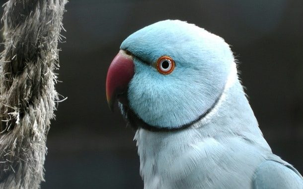 Indian Ringneck Parrot Cost