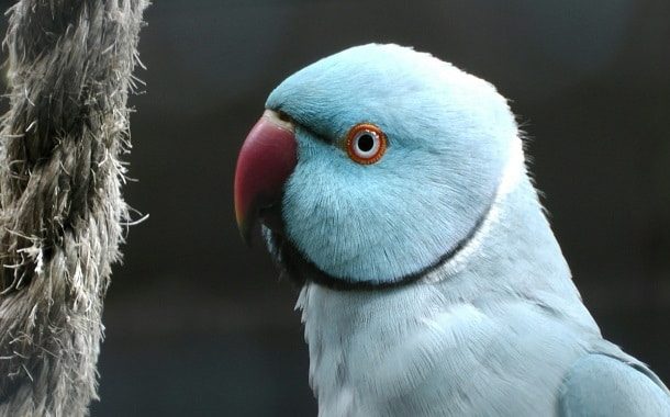 Indian Ringneck Parrot Price