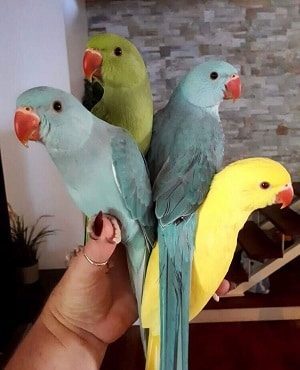 Indian Ringneck Parrots