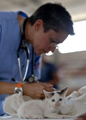 Kitten At the Vet