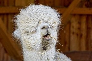 Llama looking funny