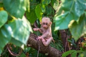 Monkey Baby