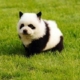 Panda Dog Cost