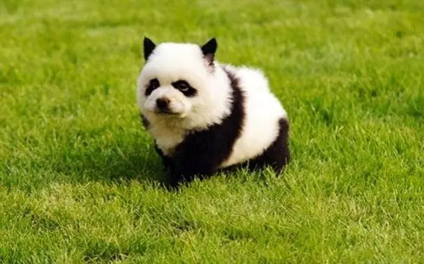 Panda Dog Cost