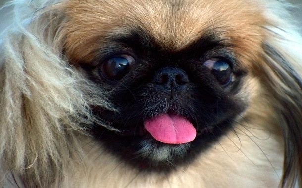 Pekingese Dog Cost