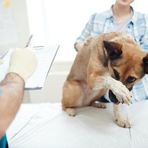 Veterinarian Visit For Dog Hernia