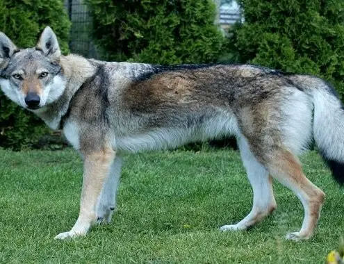 Czechoslovakian wolfdog cost